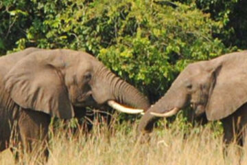 Uganda-Elephants-Uganda-Tours