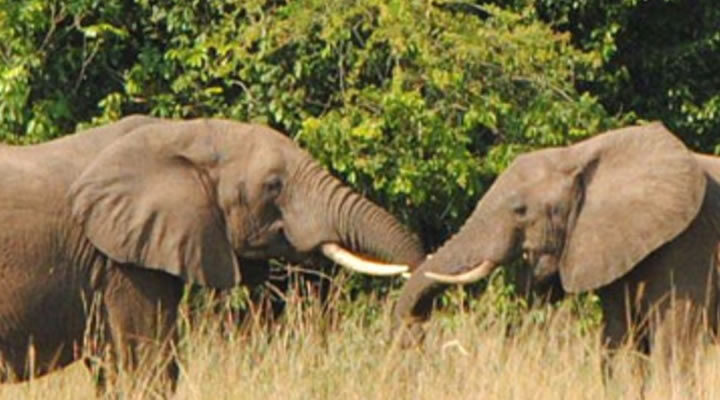 Uganda-Elephants-Uganda-Tours