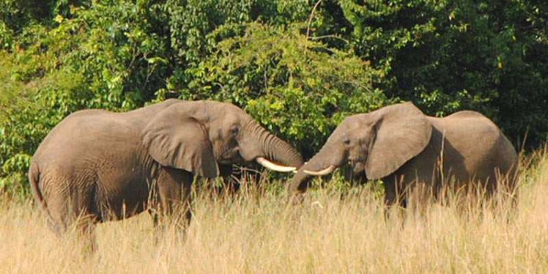 Uganda-Elephants-Uganda-Tours