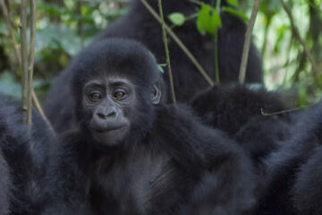 gorillas-uganda-4-days