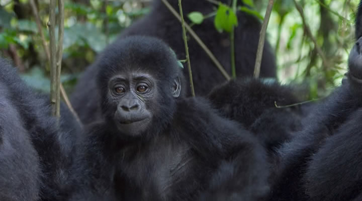 gorillas-uganda-4-days