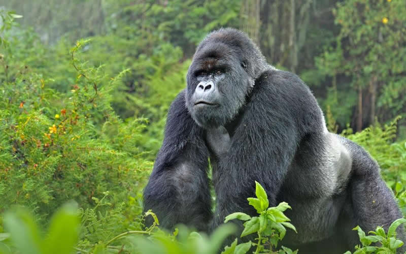 GORILLA TRACKING