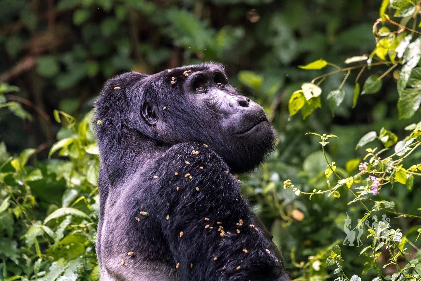 Gorilla Tracking